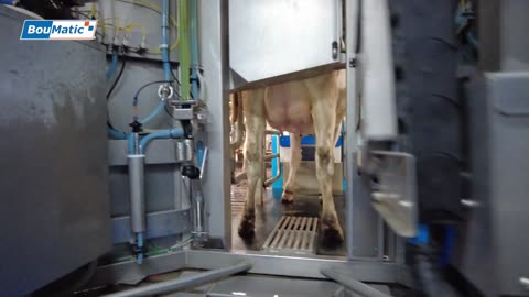 Gemini complete milking process