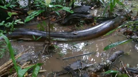 Guhibo negro en los llanos de San Martin meta