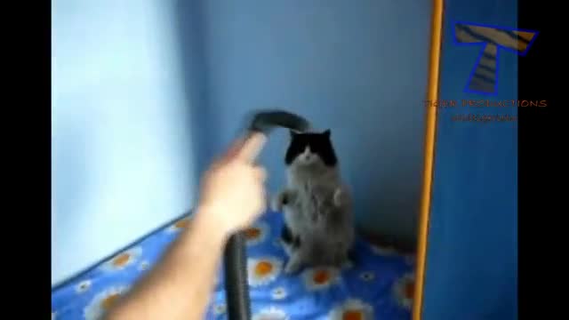 Funny animal clips