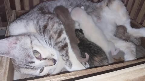 Mom and Baby Cats