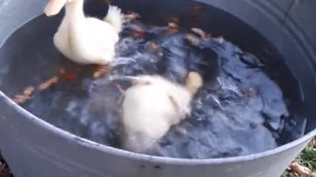 Duck chicks funn with in tube water