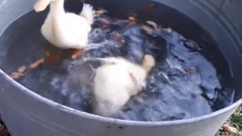 Duck chicks funn with in tube water