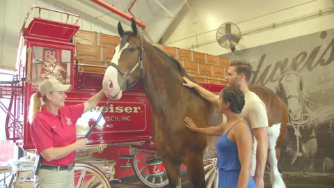 Meeting a Budweiser Clydsdale Horse, Warm Springs Ranch Tour