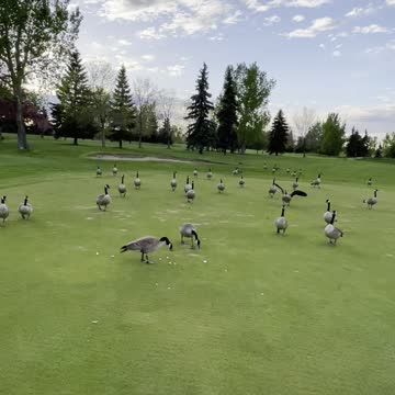 Beautiful fantastic geese