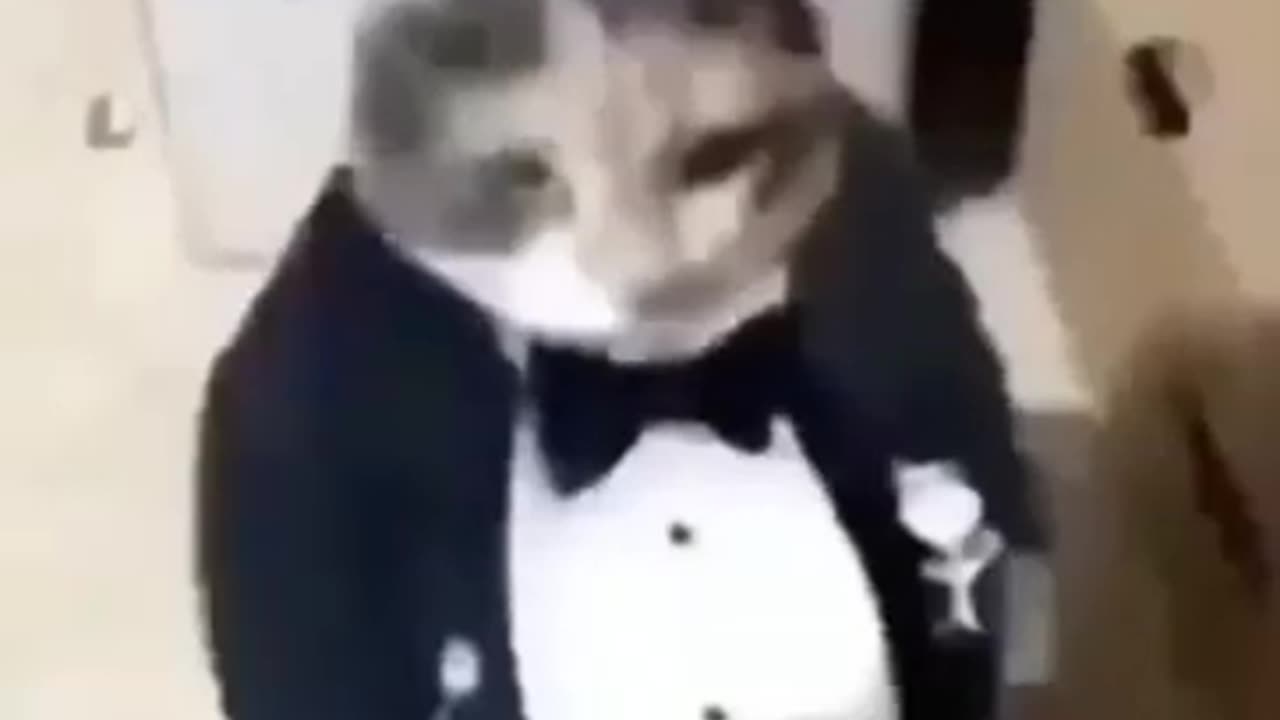 fat ass cat in a tuxedo