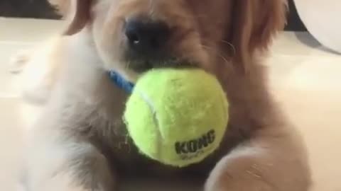 dog playing with ball