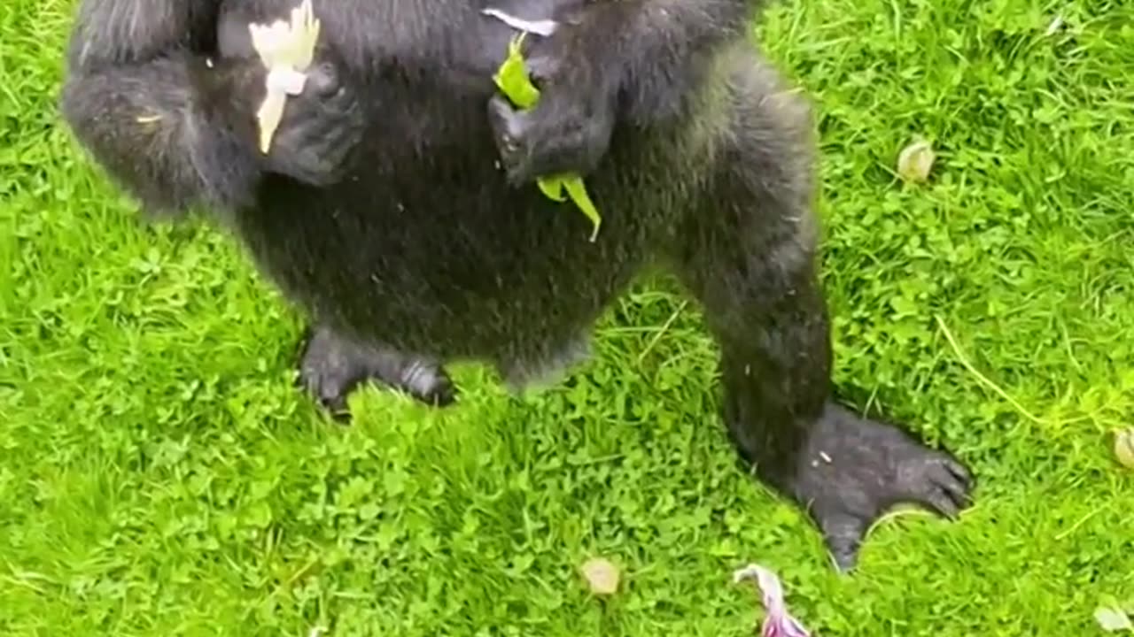 Gorillas have amazing feet, their big toes act like thumbs to give them great grip! #gorilla #asmr