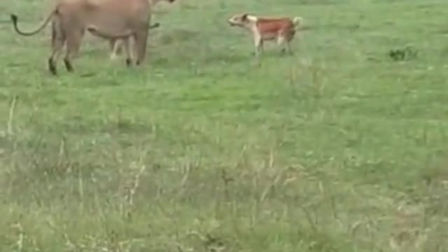 This brave maasai dog is not scared of lions even with when lame