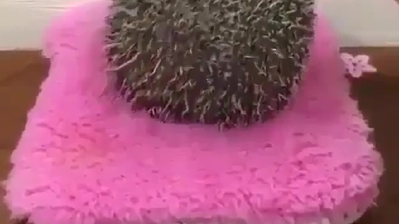 Cute and funny animals