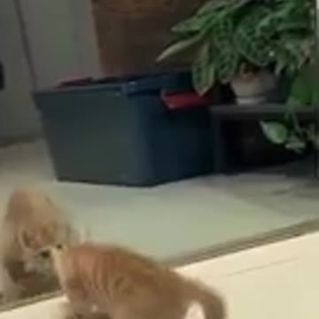 Chat drôle 🐈🐈🐈🐈🐈🐈🐈🐈🐈🐈🐈🐈