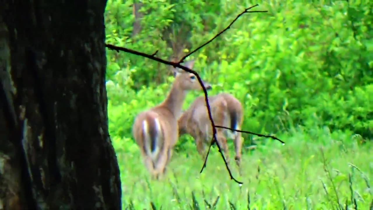 White-tailed deer