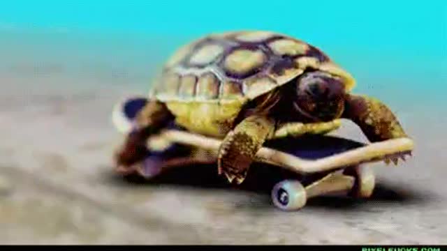 Cute puppies fighting, dog on tortoise.