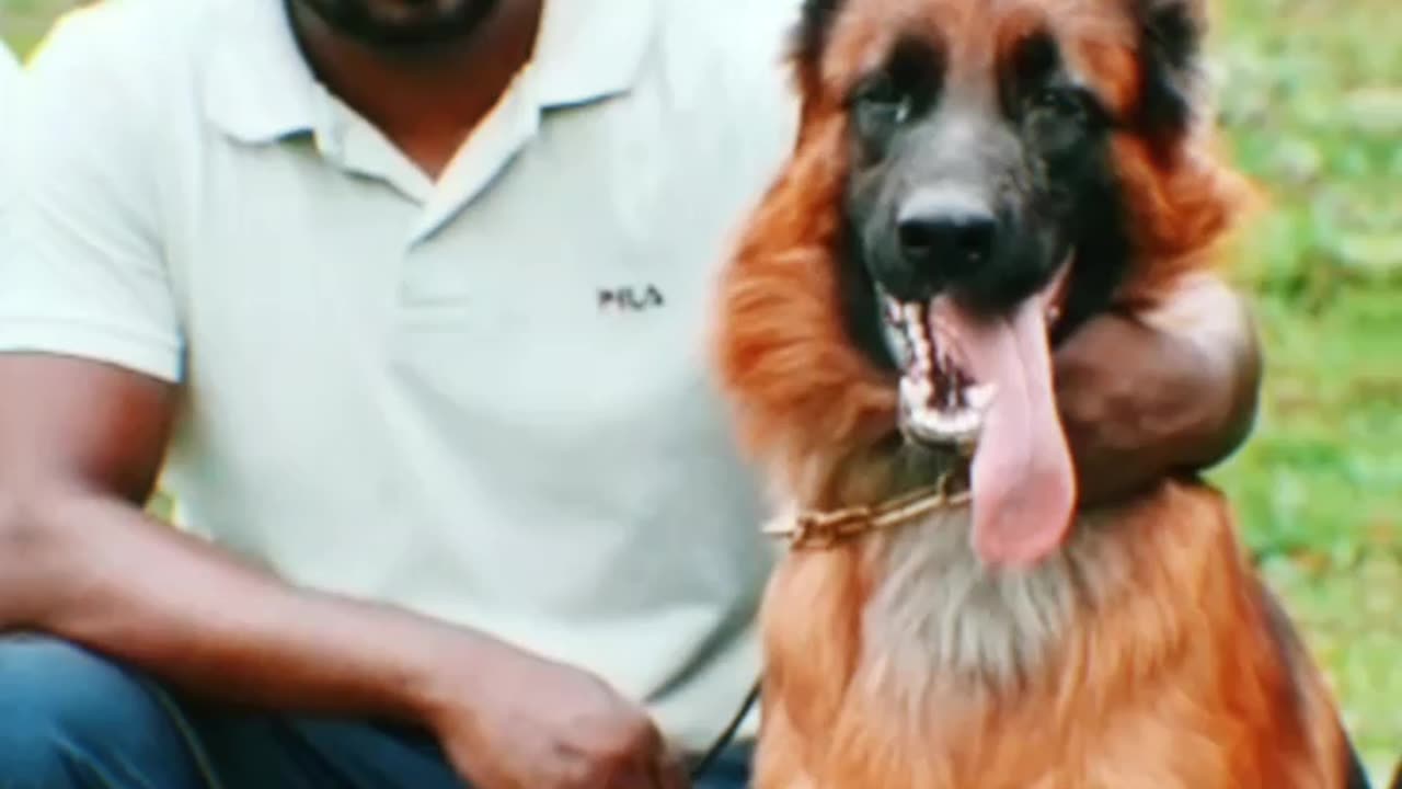 Long hair German shepherd shorts