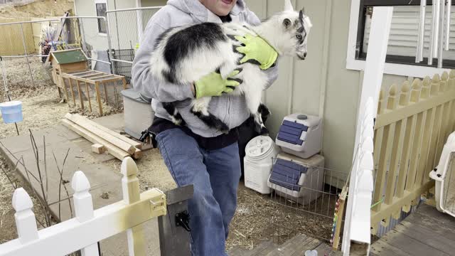 Dramatic Goat Doesn't Want to Fall