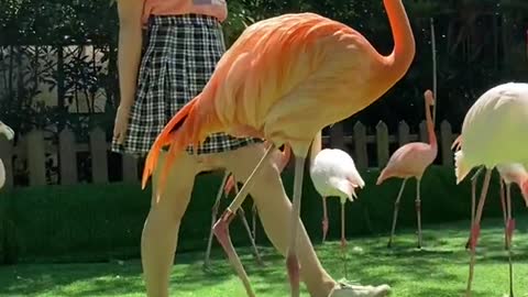 How can I do with my skinny legs # Flamingos