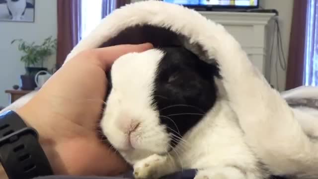 Rabbit learns he is adopted_Cut
