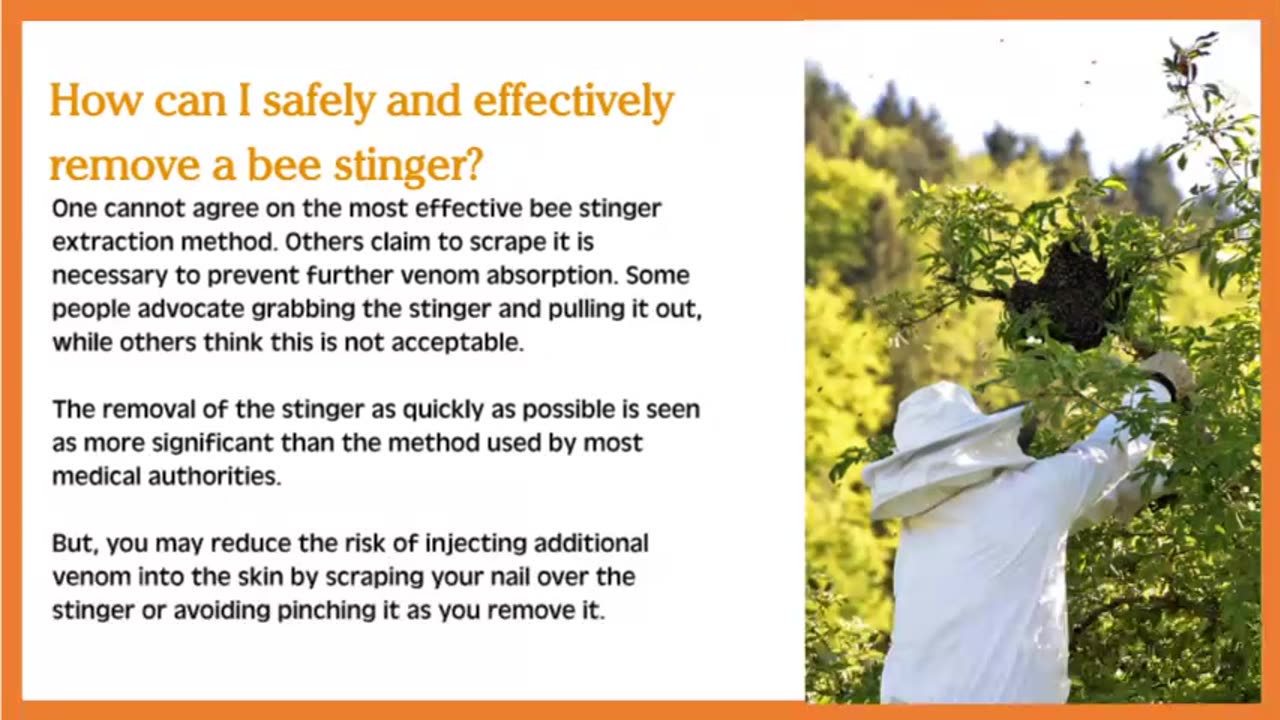 All You Need to Know About Bee Stingers