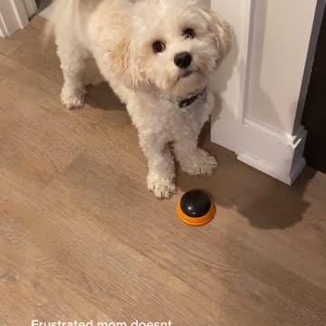 MY BALL ARE STUCK FUNNY SMART DOG.mp4