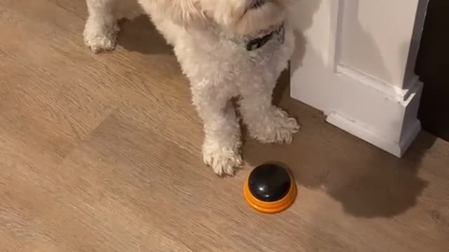 MY BALL ARE STUCK FUNNY SMART DOG.mp4