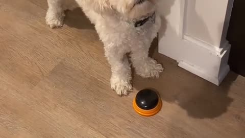 MY BALL ARE STUCK FUNNY SMART DOG.mp4