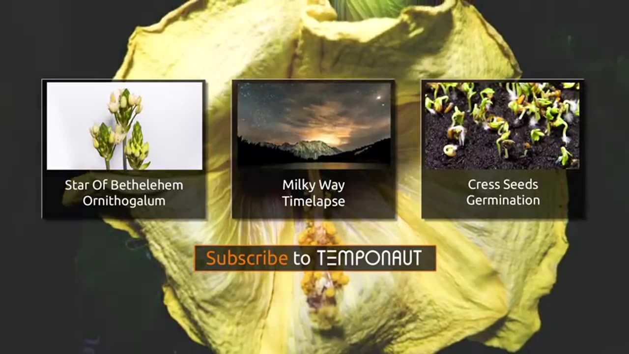 Hibiscus Flowering Timelapse