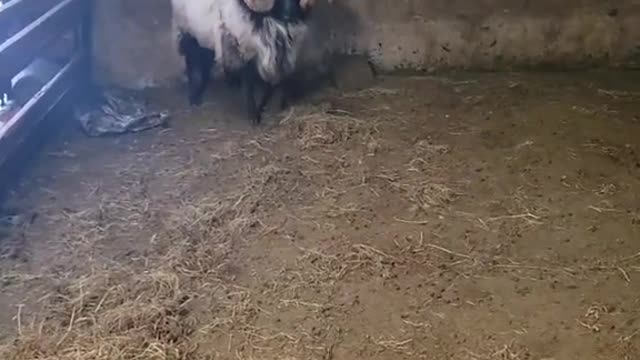 2 Hoggets Rams that we bought recently going at it. 🐏⚔️🐏😂