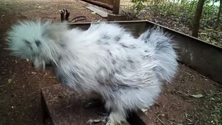 Silkie Rooster, Splash 18th September 2021