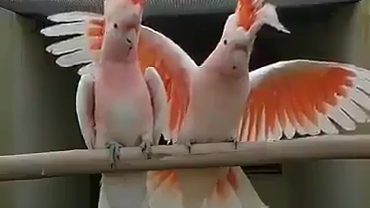 Birds lover