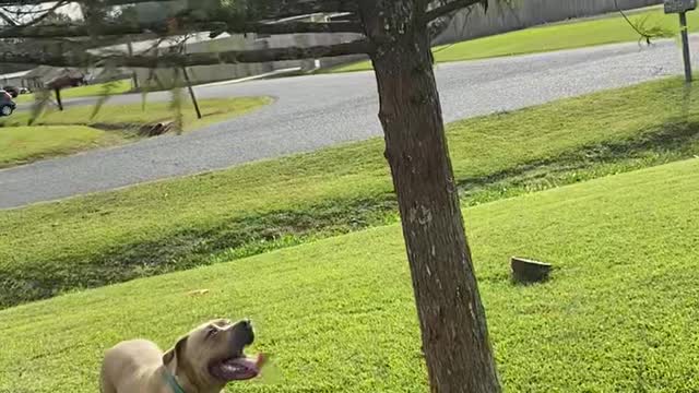 Cat in Tree Tries to Escape From Dog