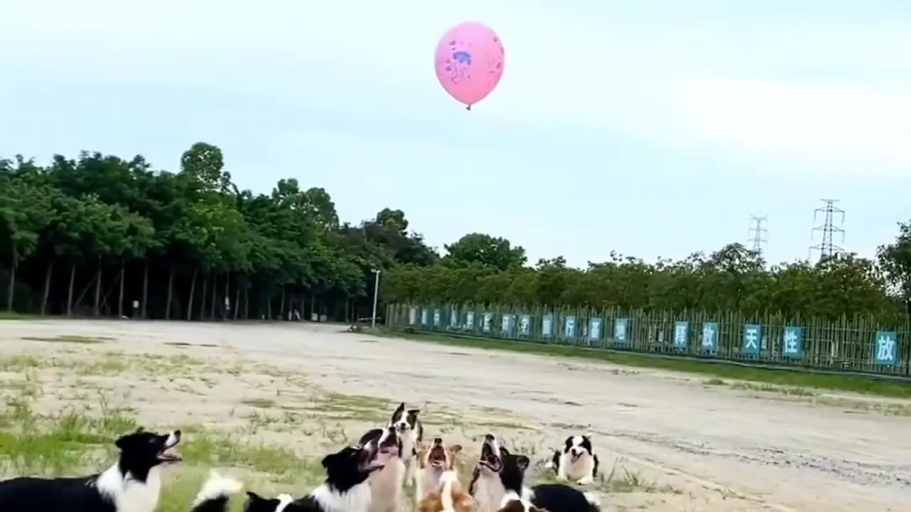 Dogs plying with ballon🤔🤔