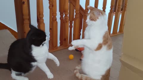 Cat Fight