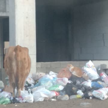 Корова и кот