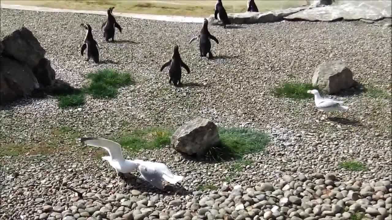 Penguin Vs Seagull When Animals Fight. Flamingo Land Zoo,With love