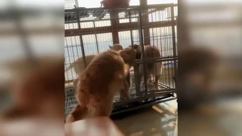 Funny Dog Reaction- Cutting Cake