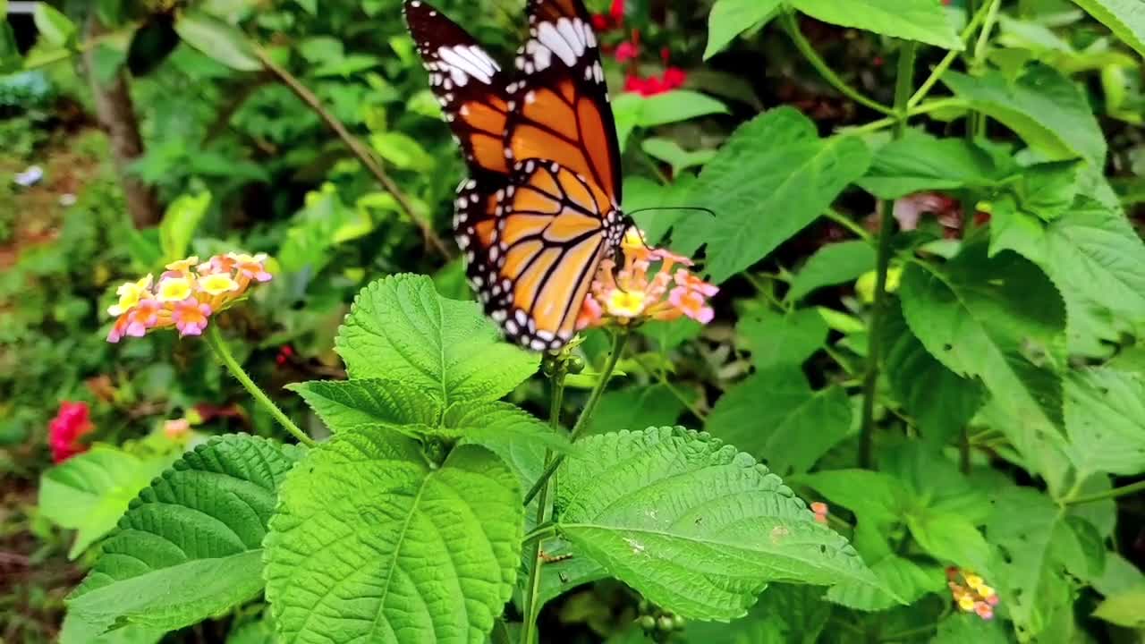 The Monarch Butterfly Feeding on Flowers