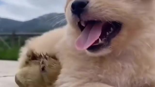 Running race between cute puppy and chick