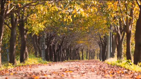 Relaxing Music | Sleeping, Meditation, Stress Relief | [6075] ⭐️