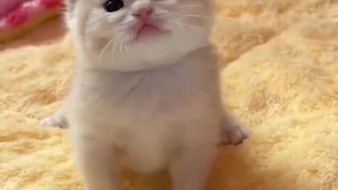 #cat kitten