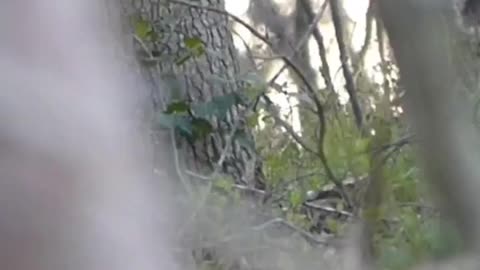 Awesome Turkey Gobbling! Full Hunt is coming!