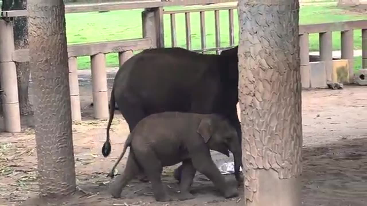 Funny elephants