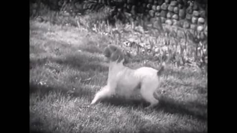 CUTE PET DOG FOOTAGE (1940s)