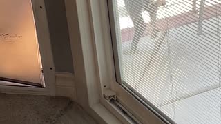 Pup Teaches Little Sister to Use Doggy Door