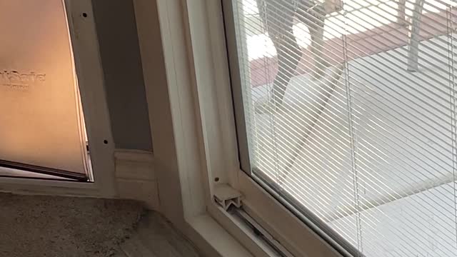 Pup Teaches Little Sister to Use Doggy Door