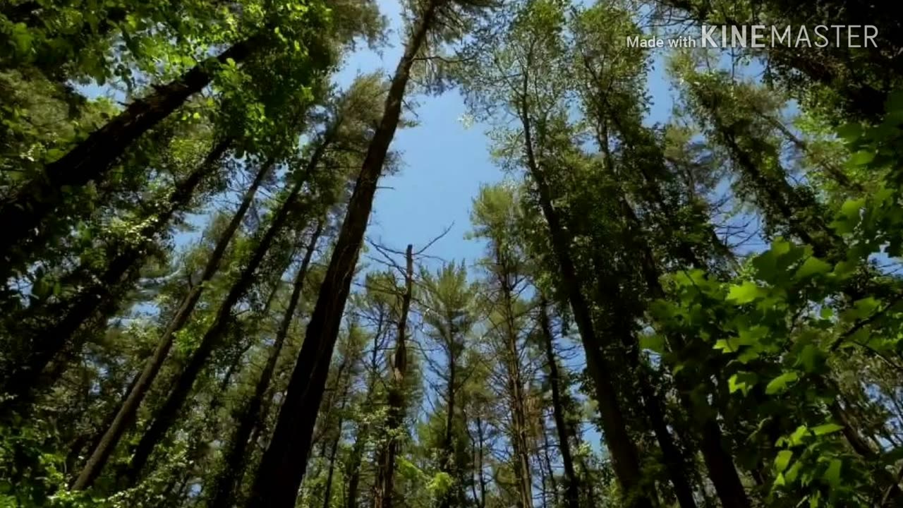 wind blowing through the trees