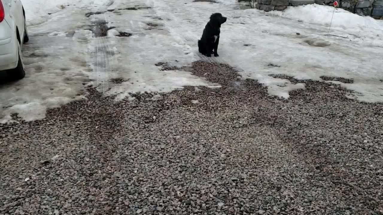 Golden Retriever Bernese Mountain Dog mix