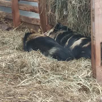 Woke up the Kune Kunes