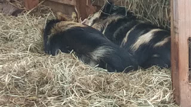 Woke up the Kune Kunes