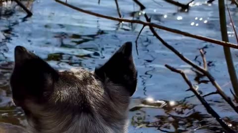 Pussel på liten strand vid sjön🐕☺️💕