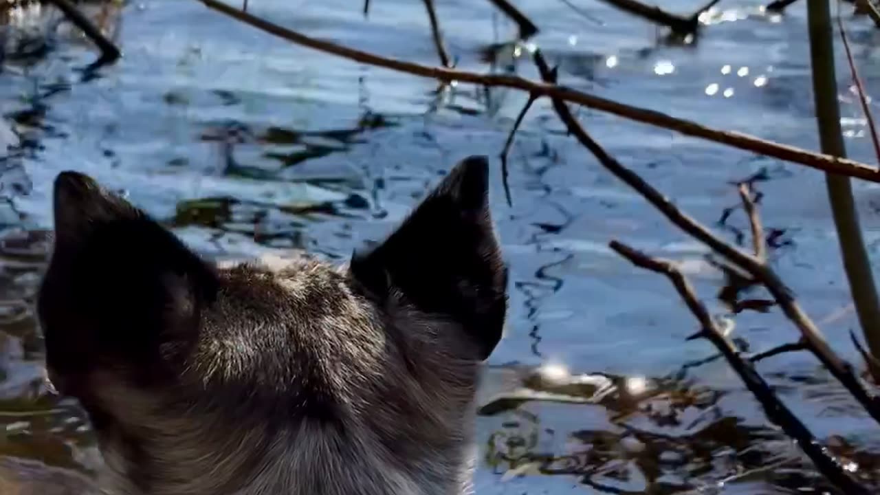 Pussel på liten strand vid sjön🐕☺️💕