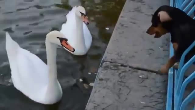 Funny animals, dog vs swan